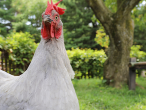 Backyard Bliss: A Beginner's Guide to Raising Chickens