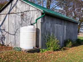 Rainwater Harvesting: Harnessing a Sustainable Water Source for Your Homestead