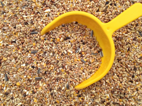 Crafting Nutrition: Creating Your Own Organic Chicken Feed