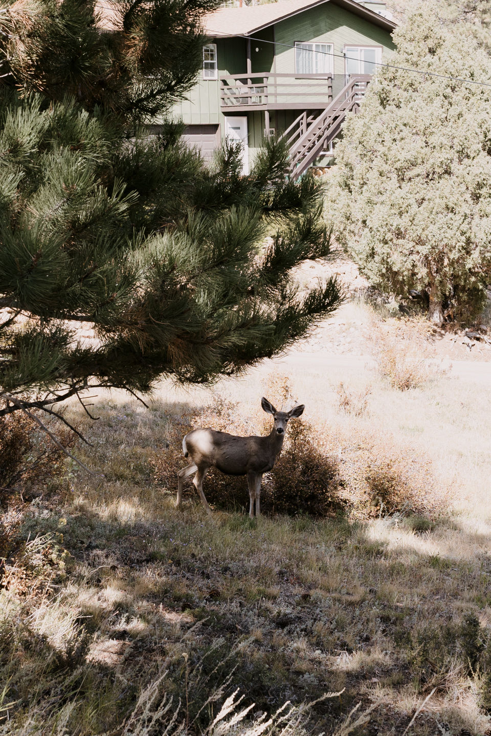 a deer peaking through wedding ceremony in Rocky Mountains