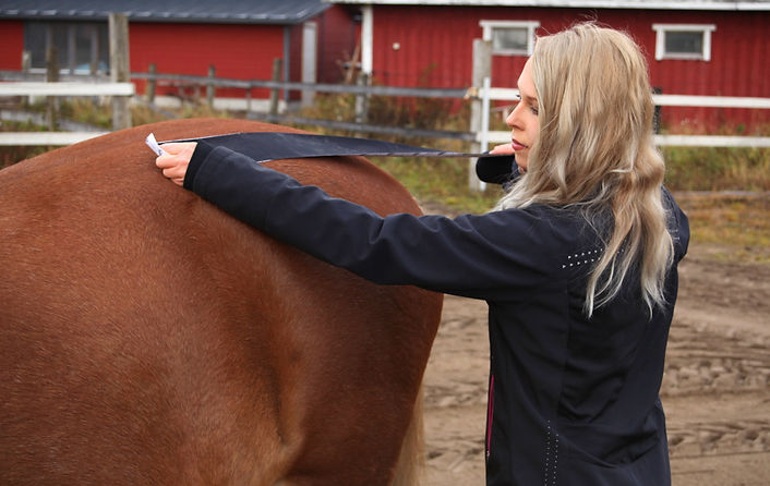 Hevosen fysioterapia Porvoo.jpg