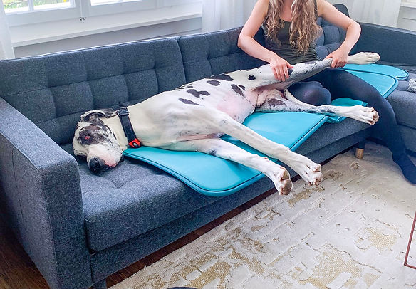 Koiran fysioterapia pk-seutu.jpg