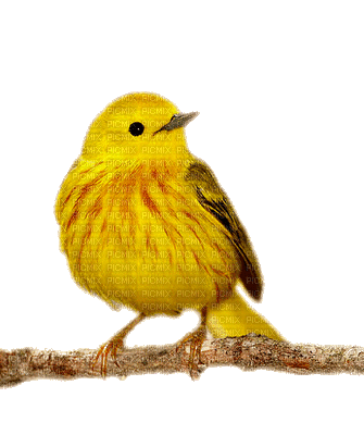 bird gif.gif