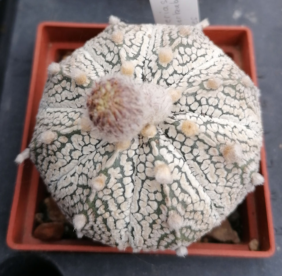 Astrophytum asterias cv superkabuto x 1.