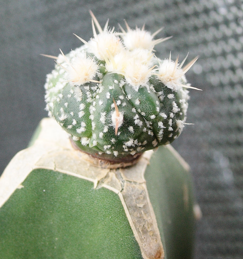 Astrophytum_cv_superkabuto_hyb_2_[bzh_cactus©._jpg].jpg