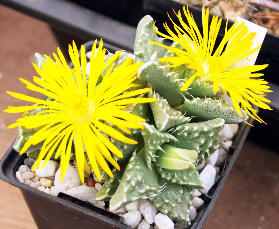 Faucaria sp1