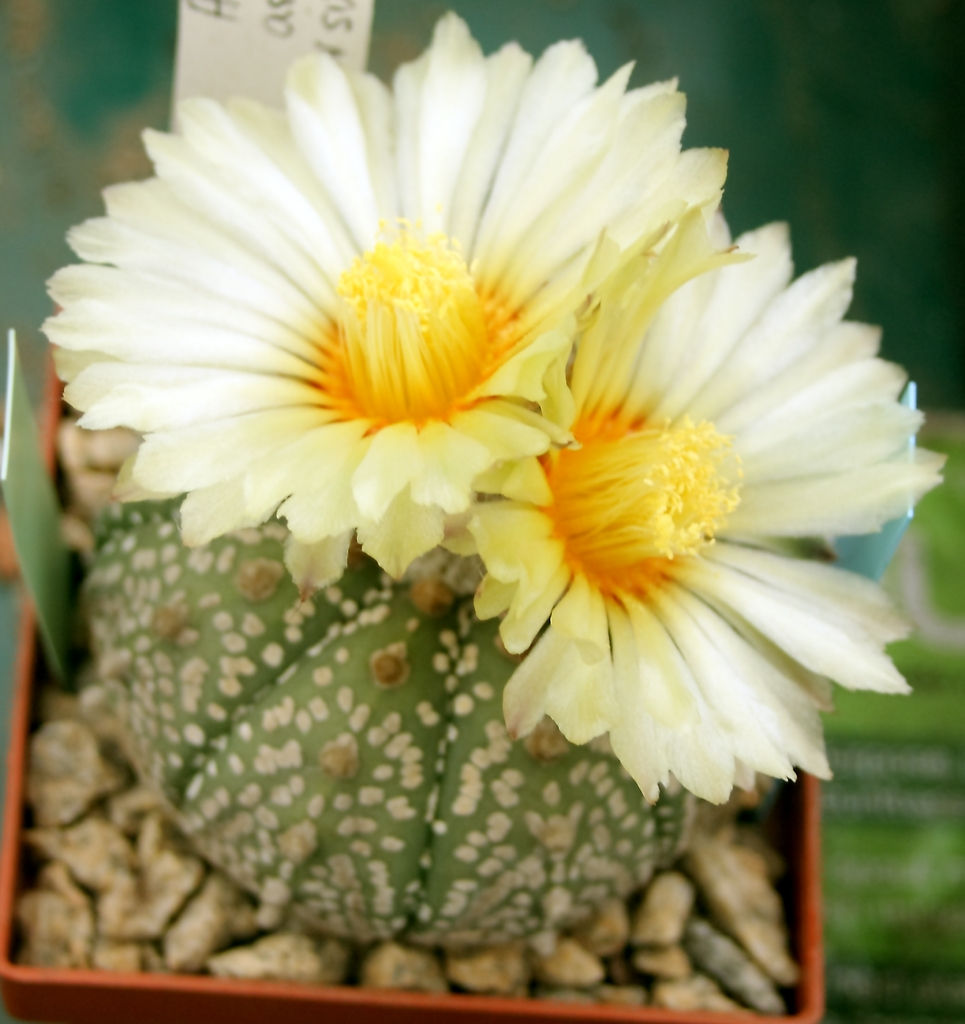 Astrophytum asterias cv superkabuto