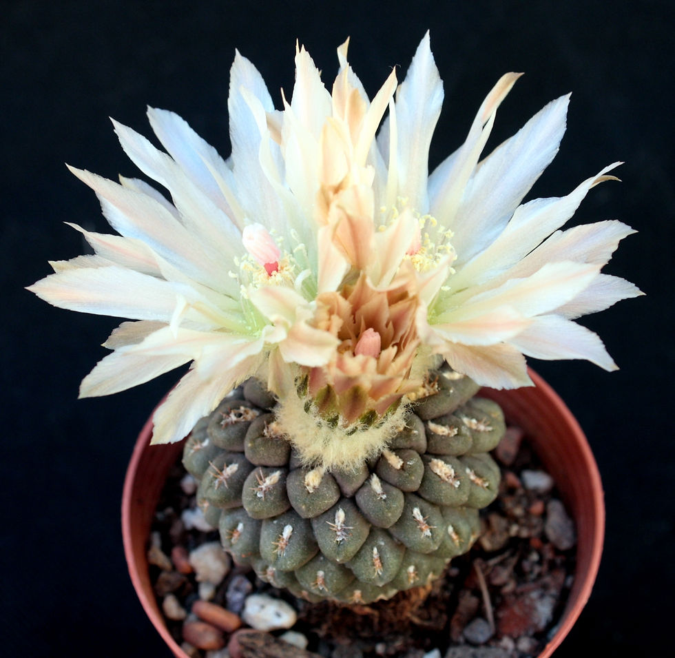 Neochilenia malleolanata
