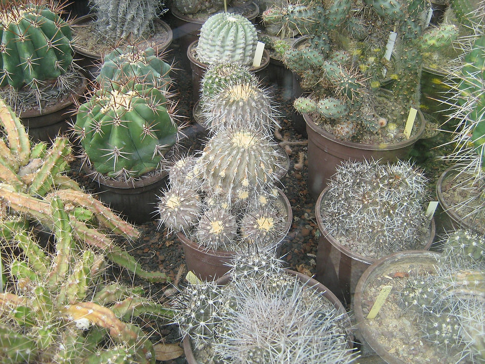 IMG_1877 [1600x1200 jpg].jpg