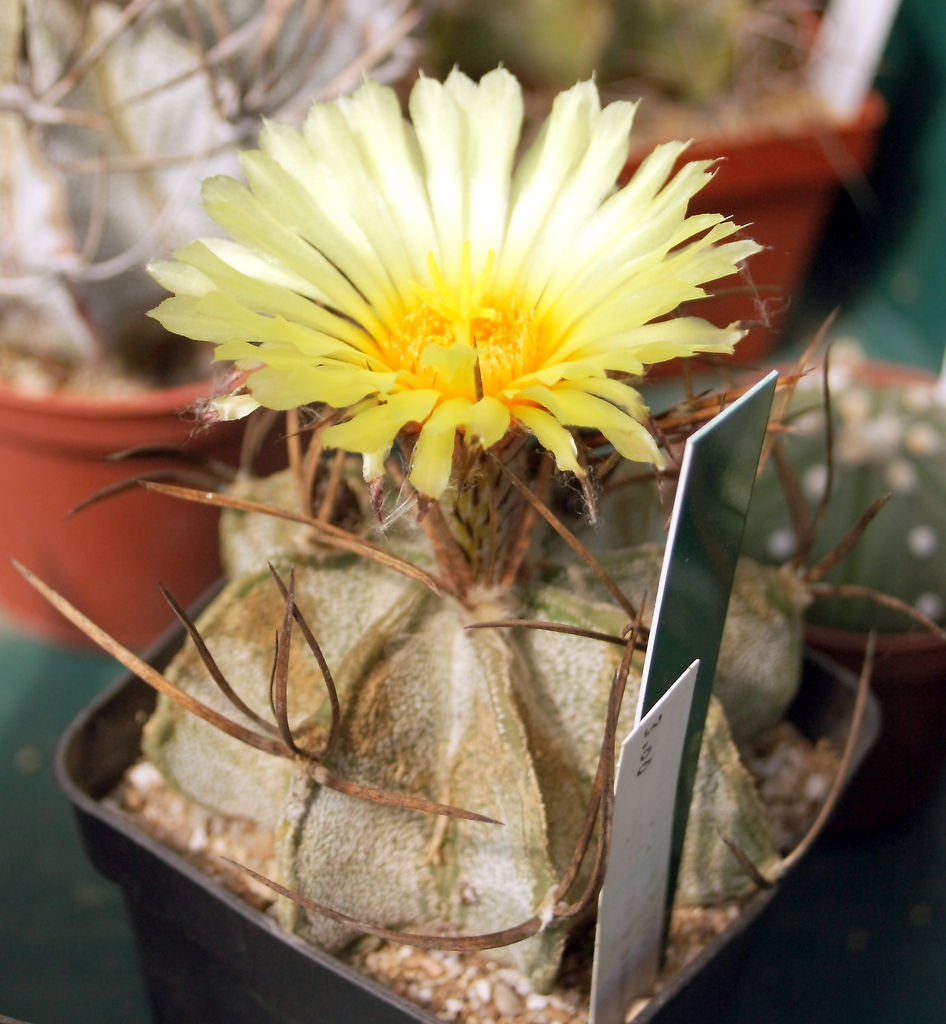 Astrophytum capricorne