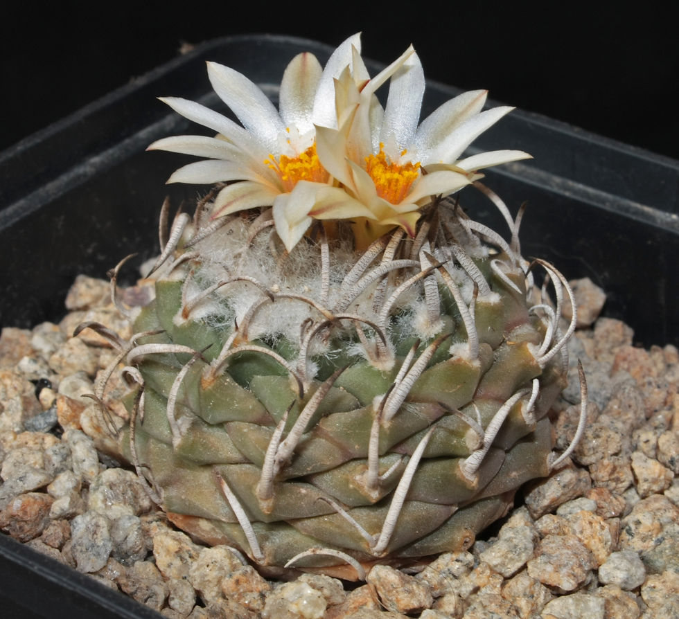 Turbinicarpus schmiedickeanus v klinkerianus [1600x1200 jpg].jpg