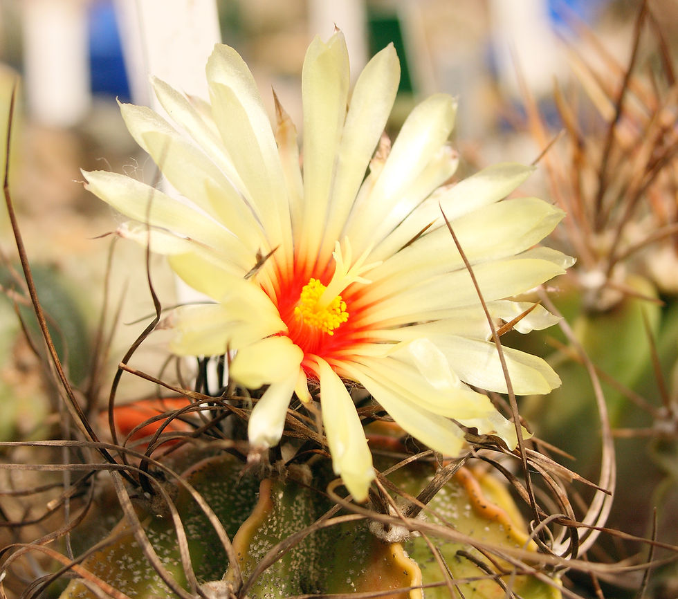 Astrophytum capricorne.jpg