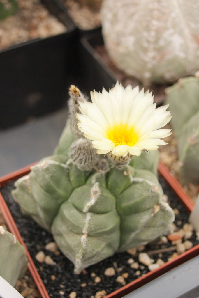 Astrophytum myriostigma cv kikko