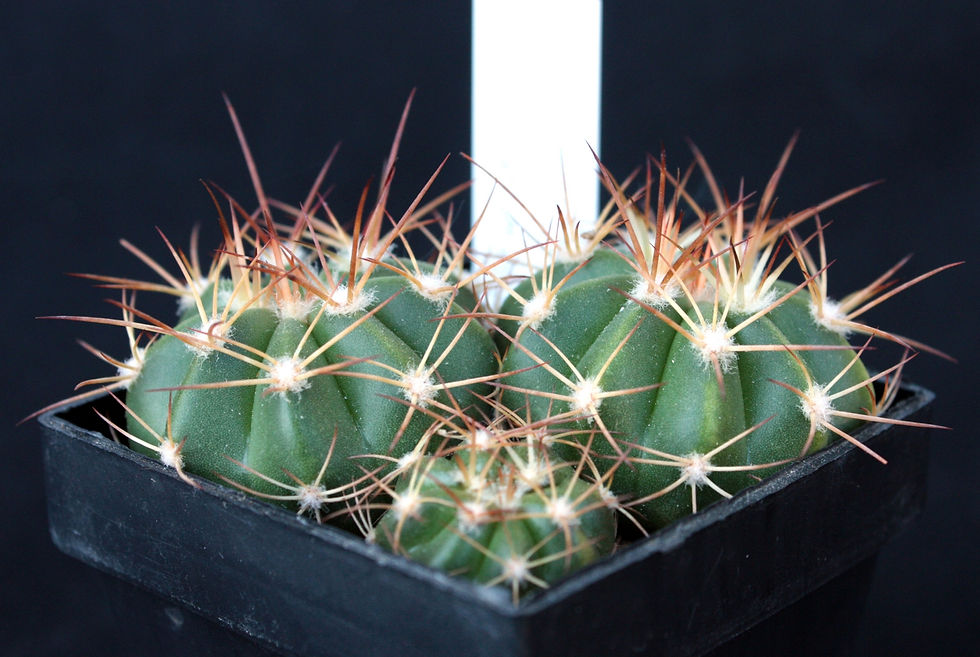 Melocactus SP [1600x1200 jpg].jpg