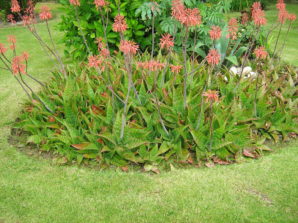 IMG_1321 [1600x1200 jpg].jpg