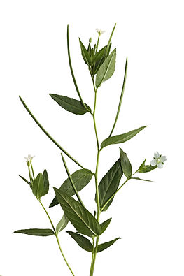 Arabis Hirsuta