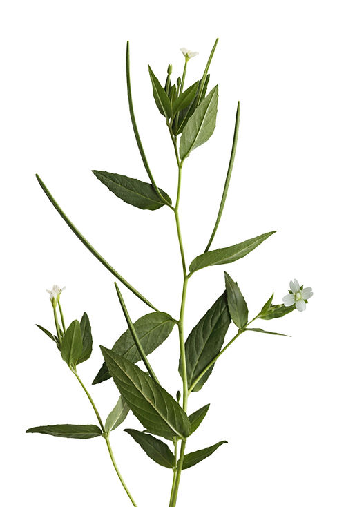 Arabis Hirsuta