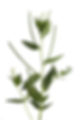 horse massage training courses, zoopharmacognosy.