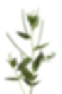 Arabis Hirsuta