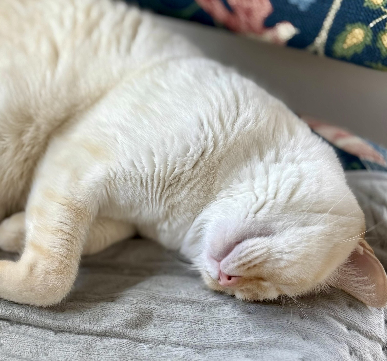 アイコラ竹内結子