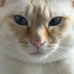 よしなしごと〜🌿