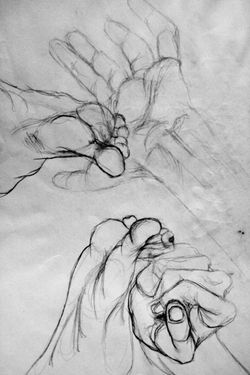 Estudios anatómicos.