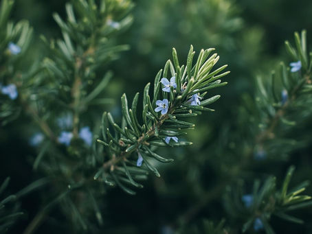 Cuando la Salvia cambia de nombre: ciencia, ADN y el nuevo orden botánico