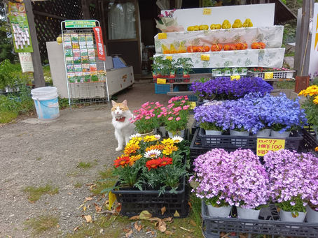 直売所営業情報🍊
