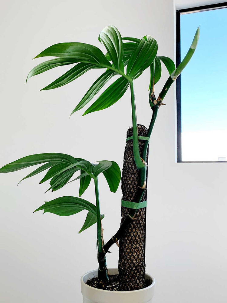 Climbing Poles for Your Plants