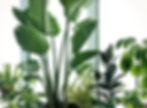 a collection of houseplants
