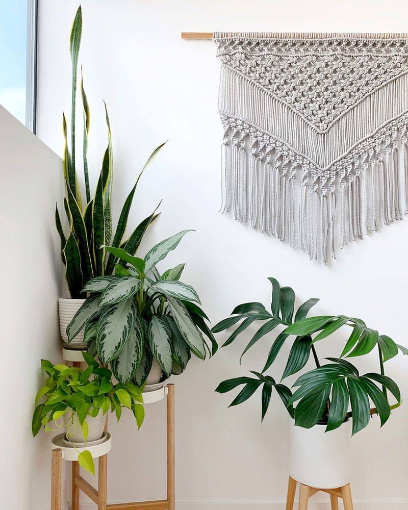Plant Styling 101