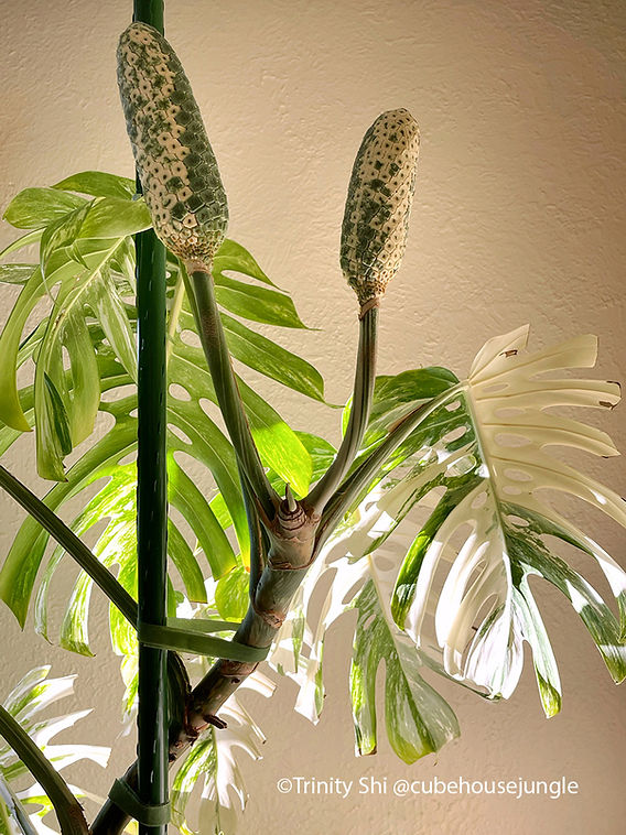 home depot ponytail palm Ponytail Palm for Sale main image 1