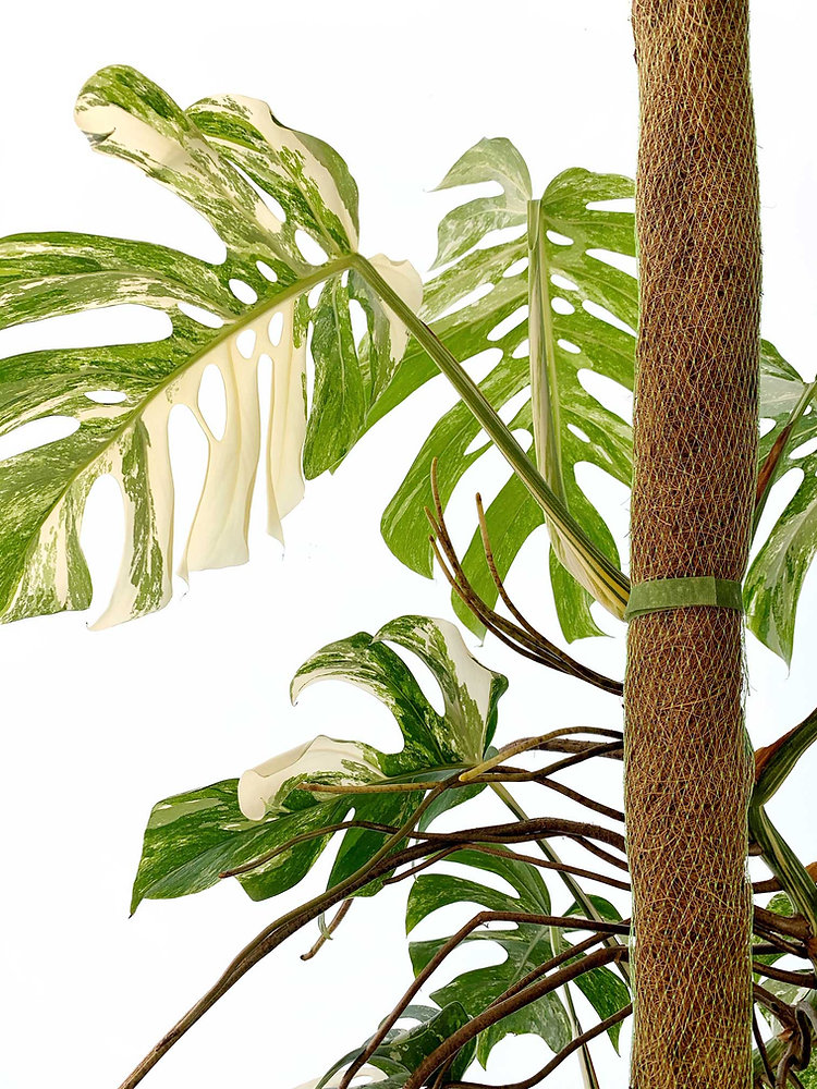 mature golden pothos Pothos, Golden Plants For Sale  The Farm Connection