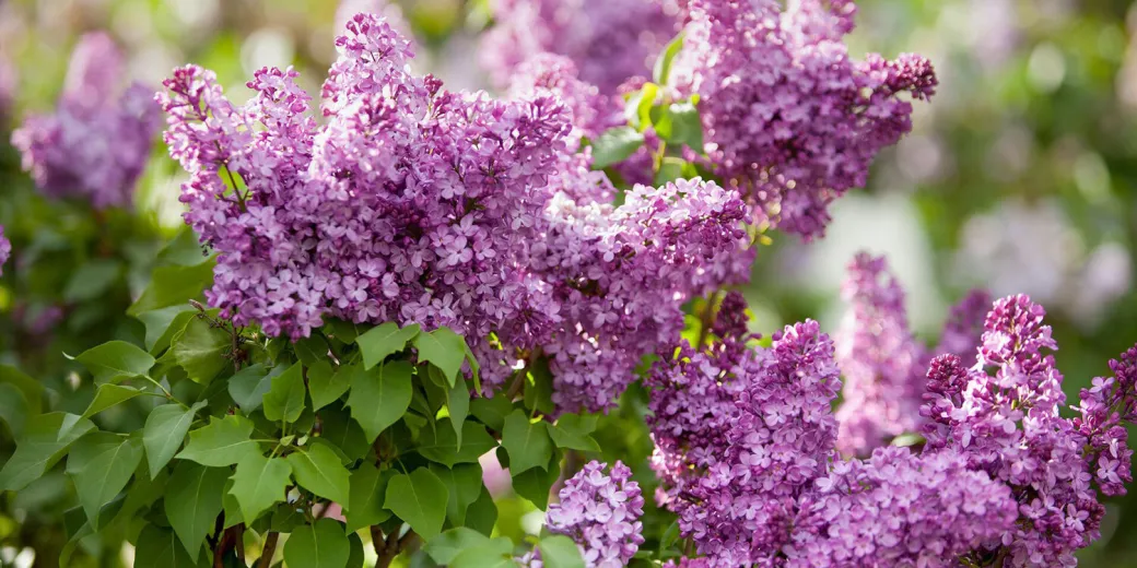 lilac tree.webp
