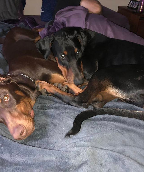 Pepper.Brrownie.1.jpeg