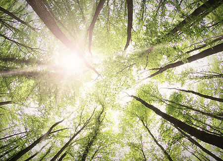 Forest Trees_edited.jpg