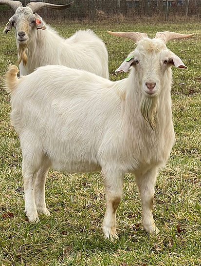 IMG_0121 (2)_edited.jpg