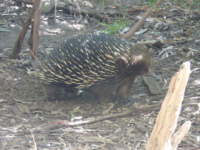 Healesville Sanctuary - 18 March 2020 - 