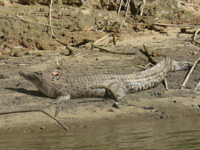 Croc Spotting Tour - 17