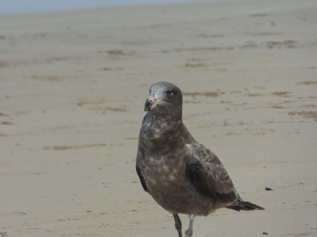 At Inverloch Beach - 1 November 2019 - 1