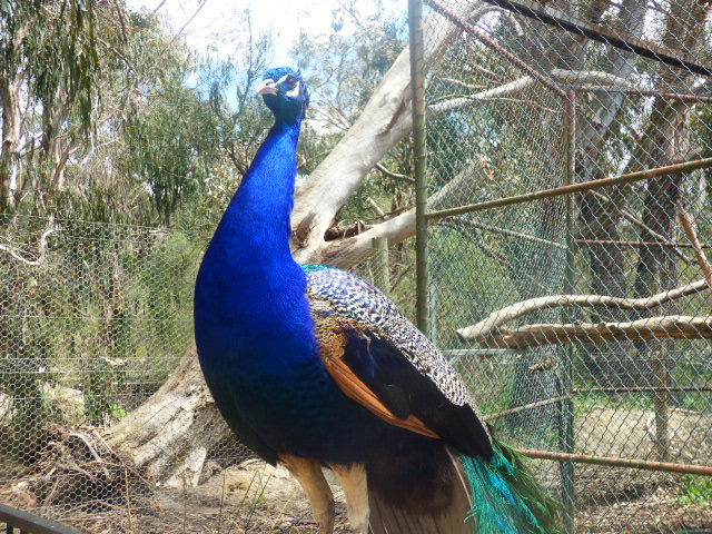 Hall's Gap Zoo - 71
