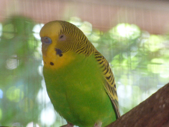 12 Mile Bird Park - 116