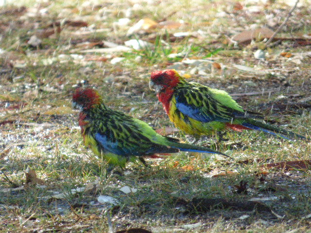 Birds at our Campsite in Corowa - 25 Feb