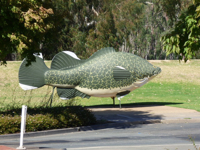 The Big Murray Cod