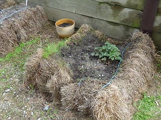 Our Winter Garden - 3 June 2018 - 4