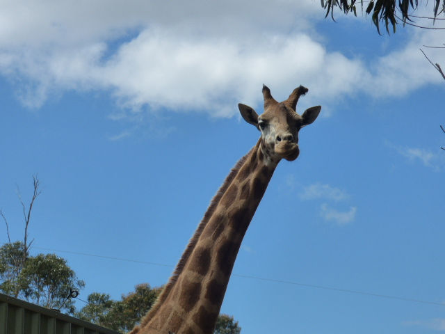 Hall's Gap Zoo - 101