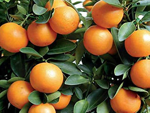 kumquats-1a.jpg