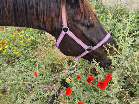 Our First Horse Oniros