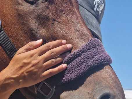 Horse week
