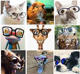 Animais_de_óculos_-_CV.jpg